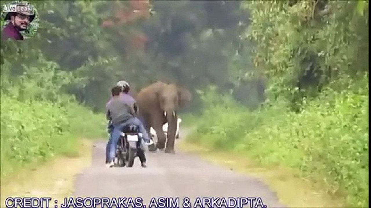Nunca buzine a um elefante!