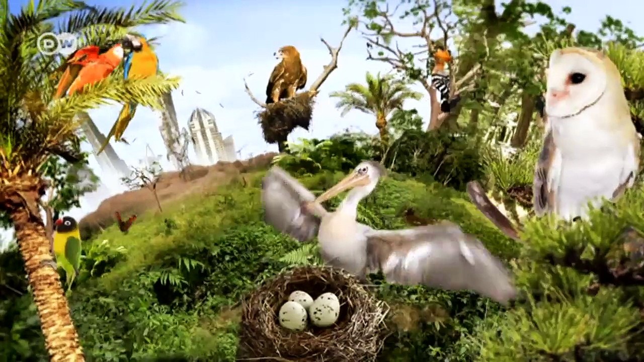 Knapper Lebensraum für den Kap-Papagei | Global Ideas