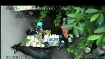 Chine : un buffle sème la panique et blesse au moins dix personnes