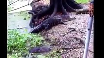 Le chat qui repousse les crocodiles