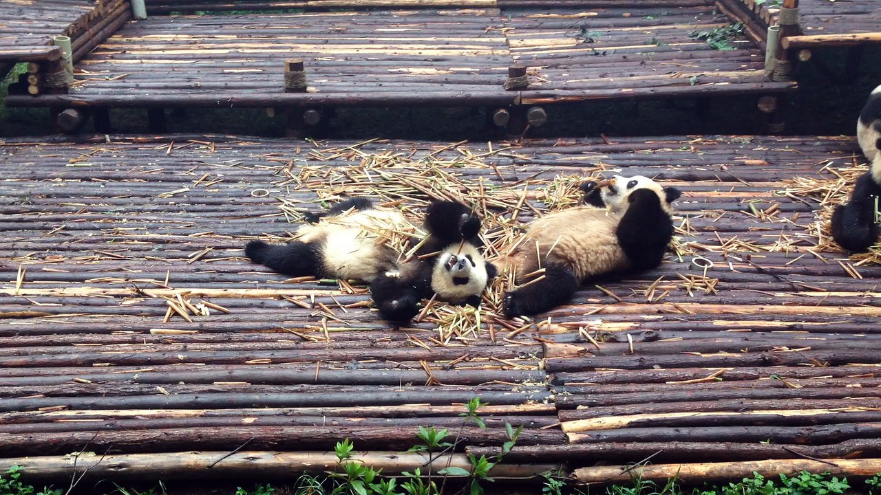 Centre de reproduction des pandas - Chengdu - Chine