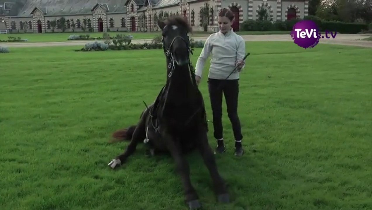 Artistes équestres au Haras de Saint-Lô [TéVi] 14_11_25