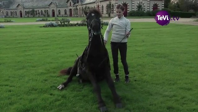 Artistes équestres au Haras de Saint-Lô [TéVi] 14_11_25