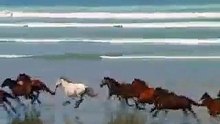Sample Videos (52) - Copy.mp4-SD
