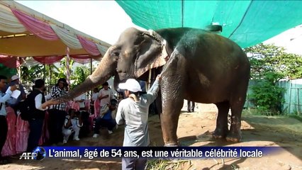 Retraite bien méritée pour Sambo, l'éléphant star de Phnom Penh