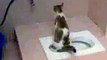 cute cat  !stop cat peeing