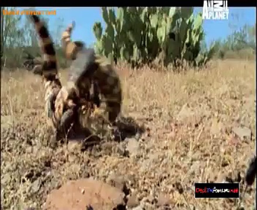 The Wild Ones 25th November 2014 Video Watch Online pt1