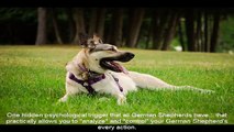 Dog German Shepherd Training Video Guide