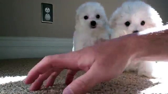 Maltese puppies for sale in San Diego