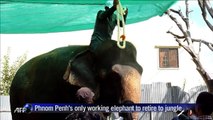 Cambodian capital's only working elephant to retire in jungle
