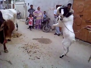 Goat & Cow Fighting Amazing video Must Watch - Pakistan Videos