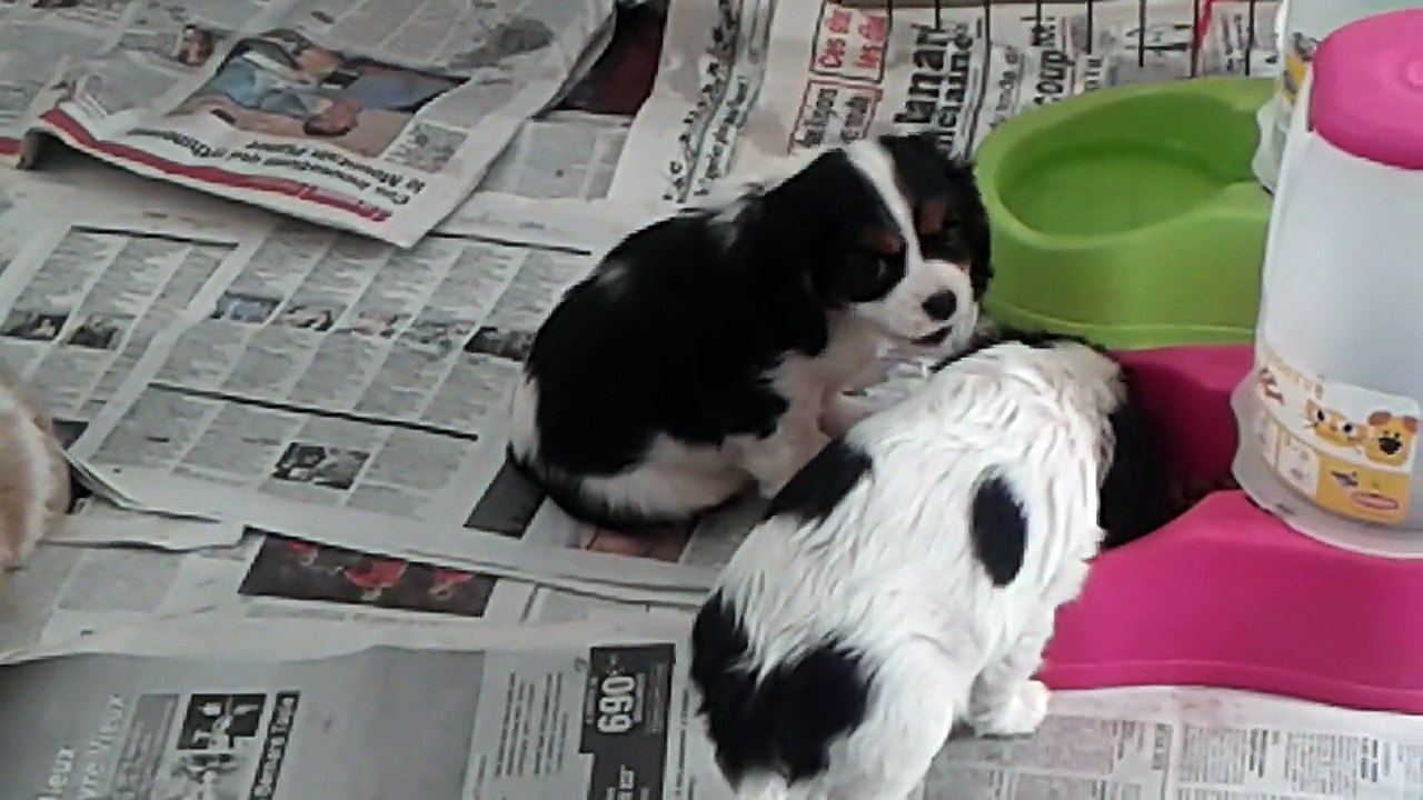 Chiots cavaliers king charles bébés de Gariguette et Gipsy 23 11 2014