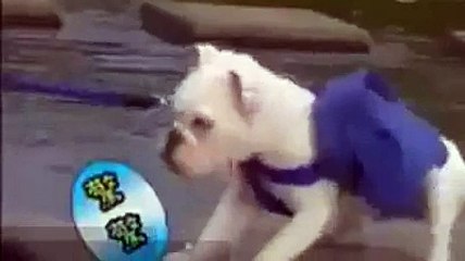 Nehri Geçmek İstemeyen Köpek