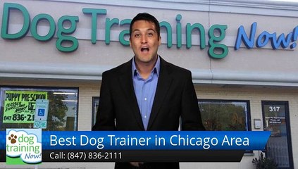 Best Dog Trainer in Chicago Area Schaumburg         Perfect         5 Star Review by Maddy K.