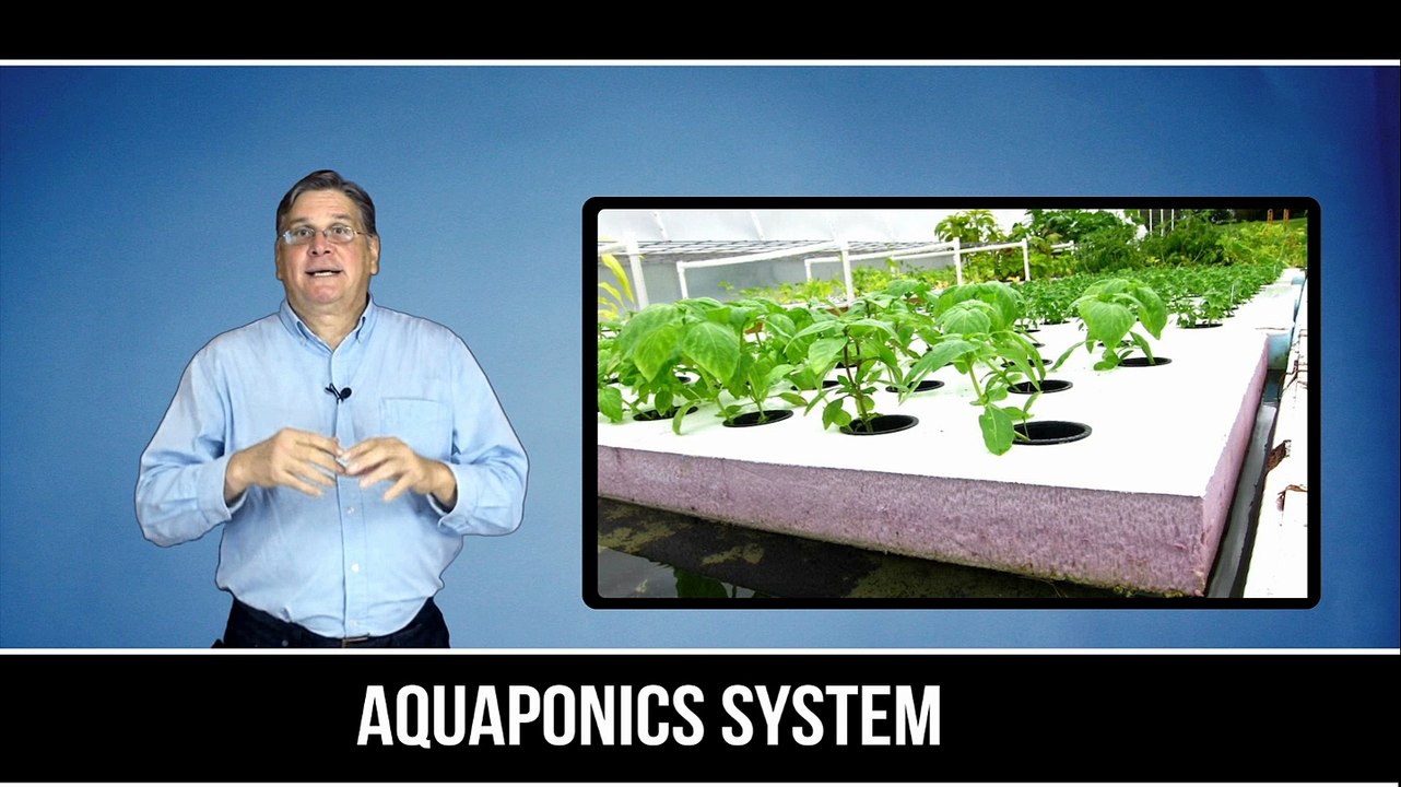 Aquaponics System