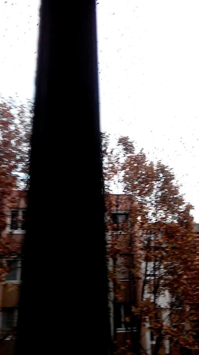 étourneaux Aix en provence