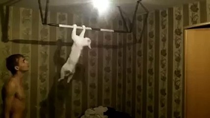 Cat doing Pull Ups ! - AphoenixD