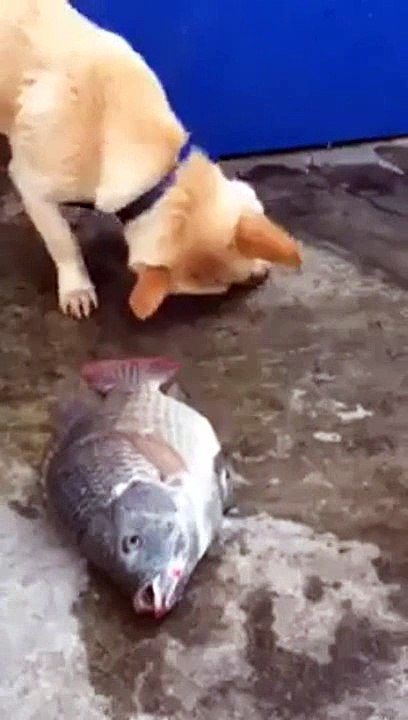Dogs that help the fish