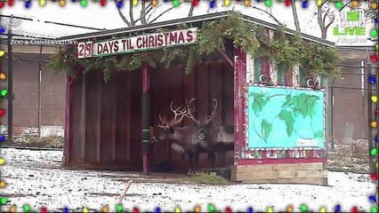 Animal Planet Brings Back Live Reindeer Cam for Holidays