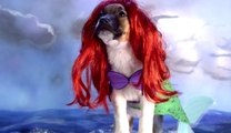 CUTE PUPPIES Dress Up Like DISNEY CHARACTERS | What's Trending Now