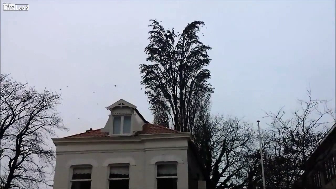 This Tree Looks Like A Normal Tree, But Wait Until You See This
