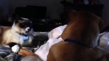 Cat shows dog who's boss