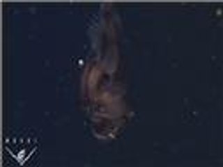 جهود لاكتشاف أعماق المحيطات المظلمة