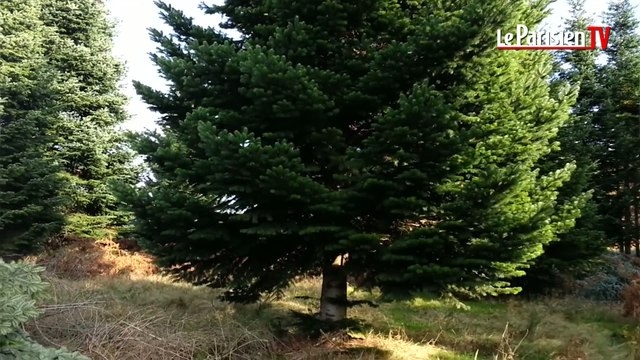 Mensurations record pour le sapin de Noël de l'Elysée