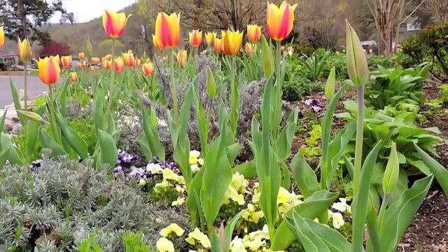 Branson Mo Cabin Rentals