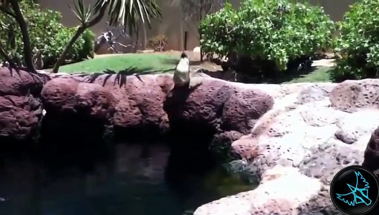 Komik Penguenler, Penguen Kazaları [2014]