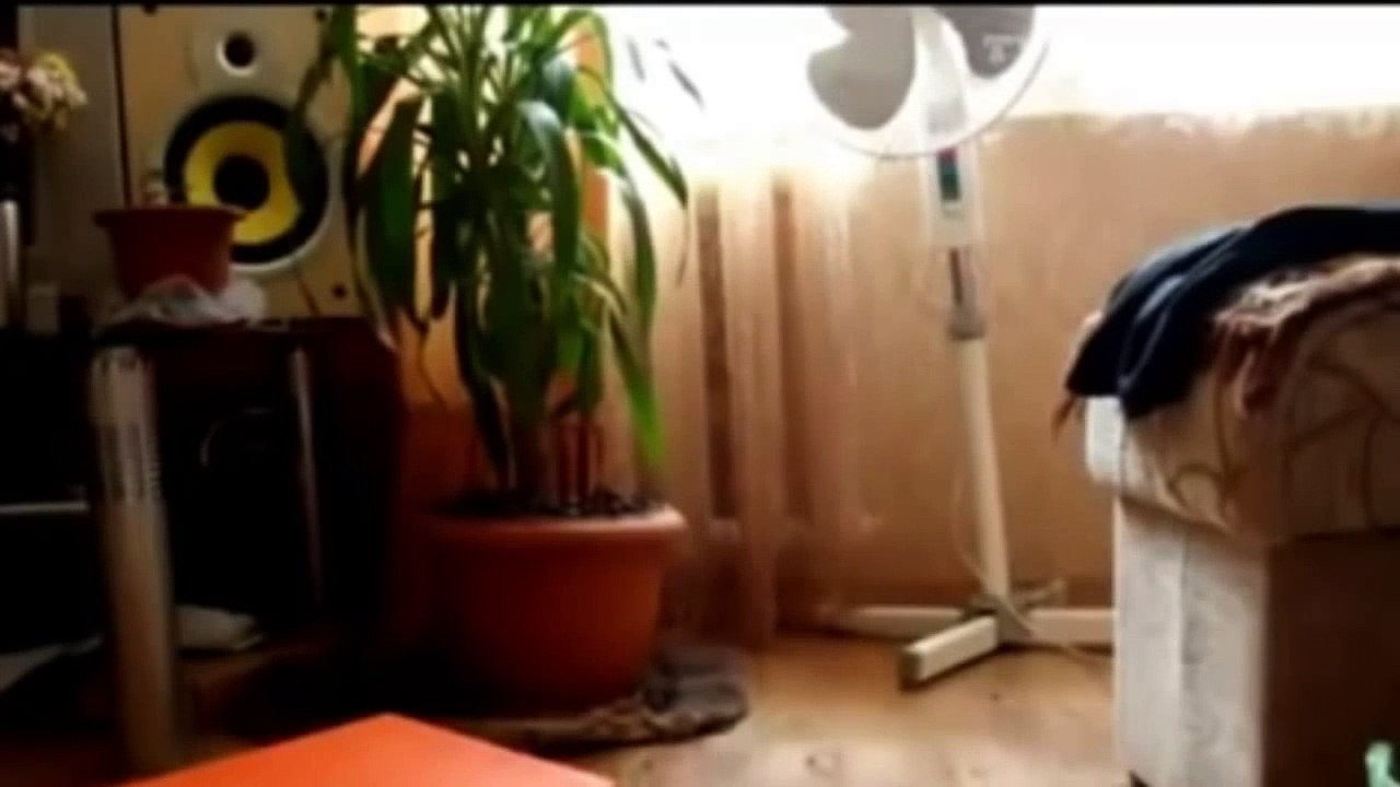 AWOLNATION 'Sail' and Funny Cats
