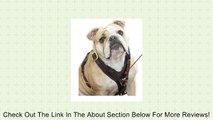 Genuine Leather dog Harness Soft padding LDH-006 Review