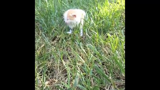 Cutest Pet and Animal Vines - Part Three of The Greatest Compilation of cats, dogs and animals!