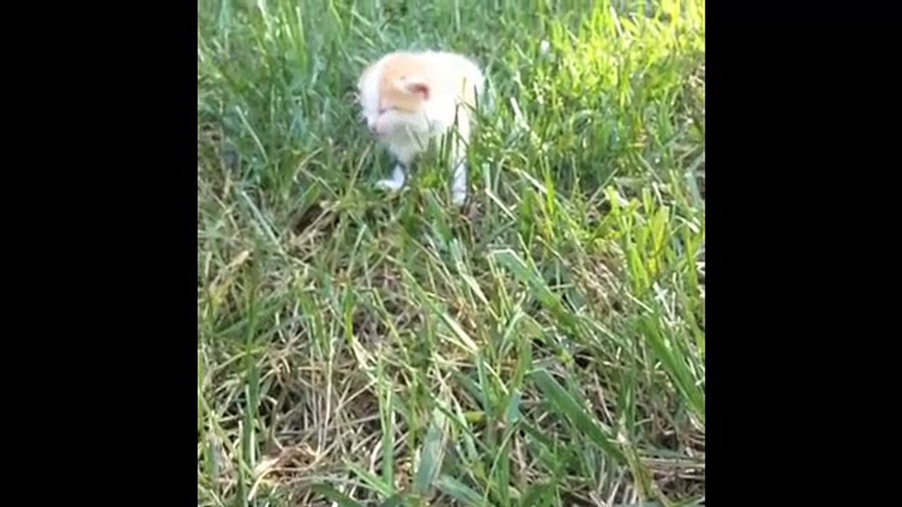 Cutest Pet and Animal Vines - Part Three of The Greatest Compilation of cats, dogs and animals!