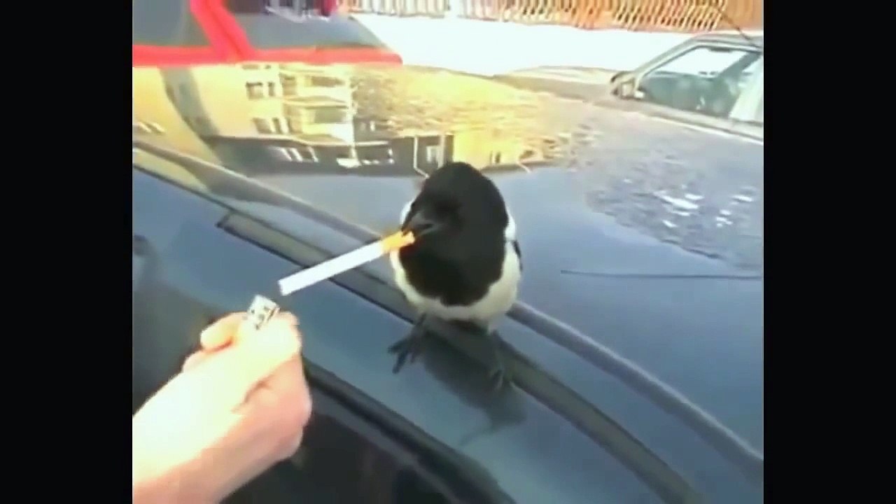 Funny Animals February 2014