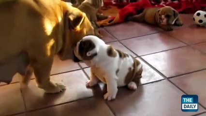 Cutest Puppies of All Time!