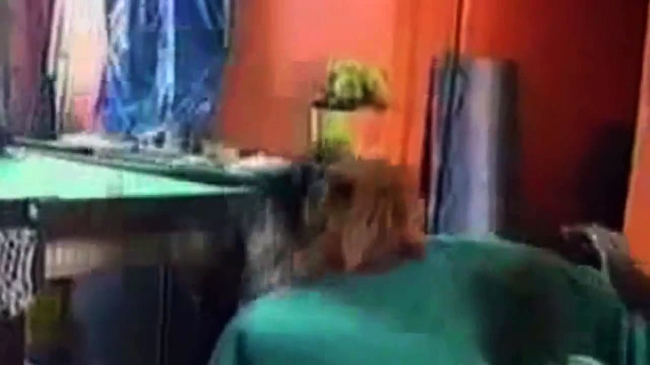 Funny Dogs - World's Funniest Dog Video Ever!