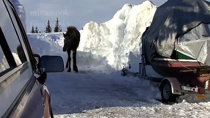 Funny Video- Malamute Leads Moose Away From Owners