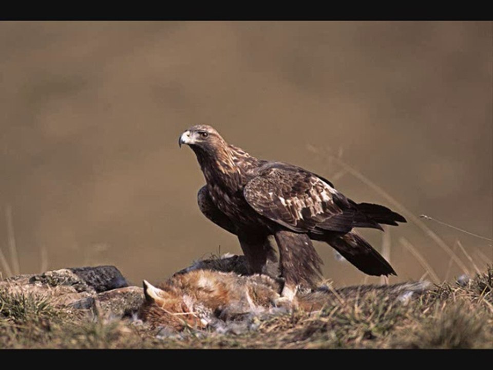 aigle alternative punk  alternative punk eagle