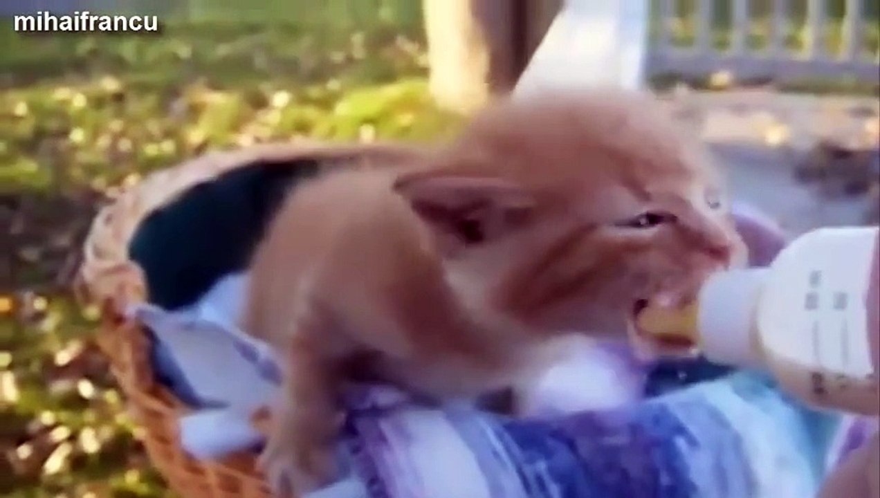 Cute Kittens And Puppies Bottle Feeding Compilation 2014 [NEW]