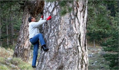 Kazdağları'nda 3 asırlık çam ağacı