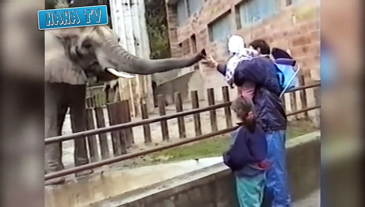 Funny Animal Videos Compilation 2014
