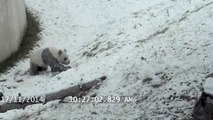 Ce panda géant, du zoo de Toronto, adore la neige... Et hop une petite glissade!