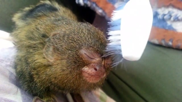 Ce Ouistiti tout mignon se fait masser avec une brosse à dent. Adorable...