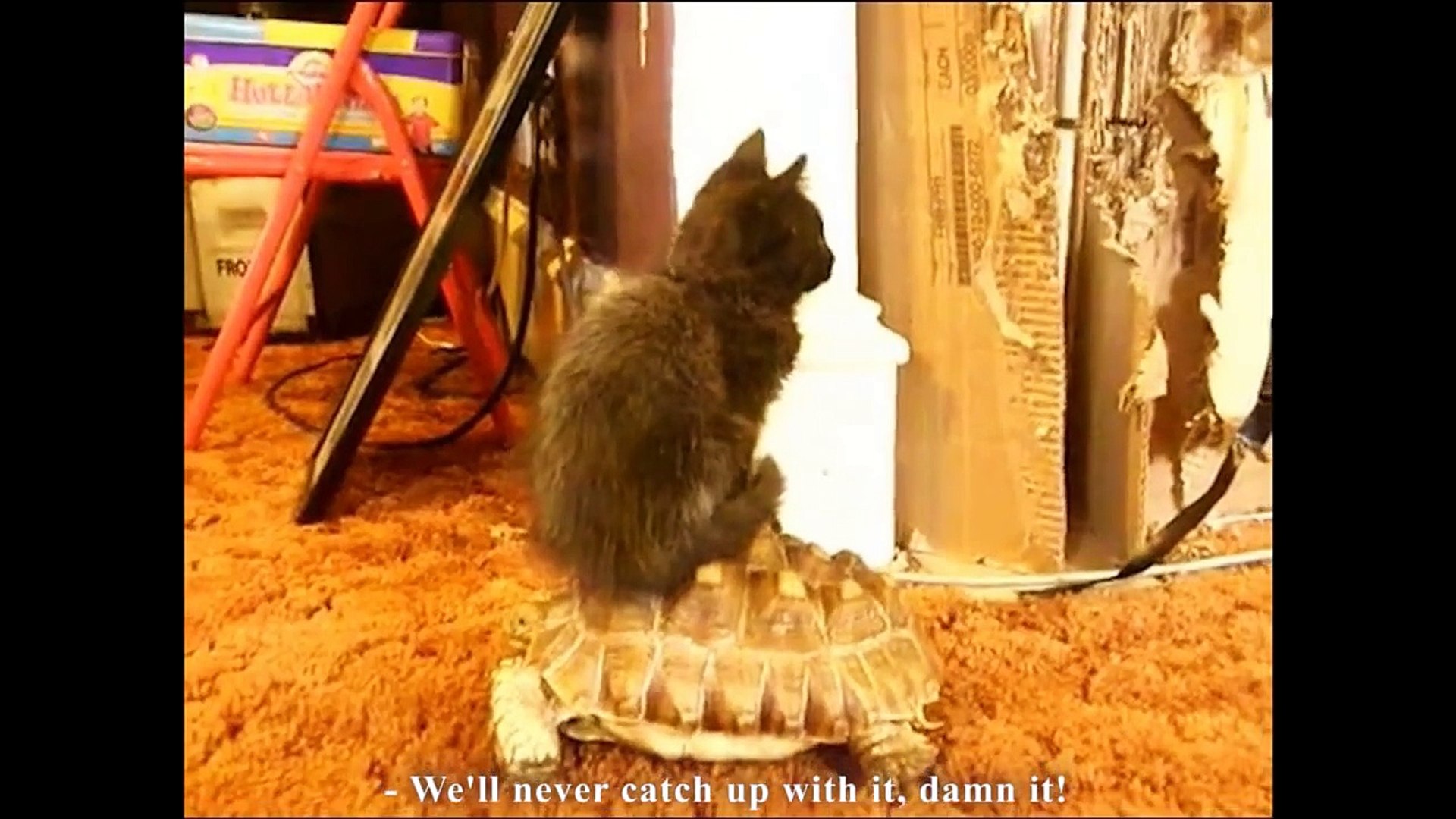 Le Chat De Dark Vador Darth Vader S Cat Video Dailymotion