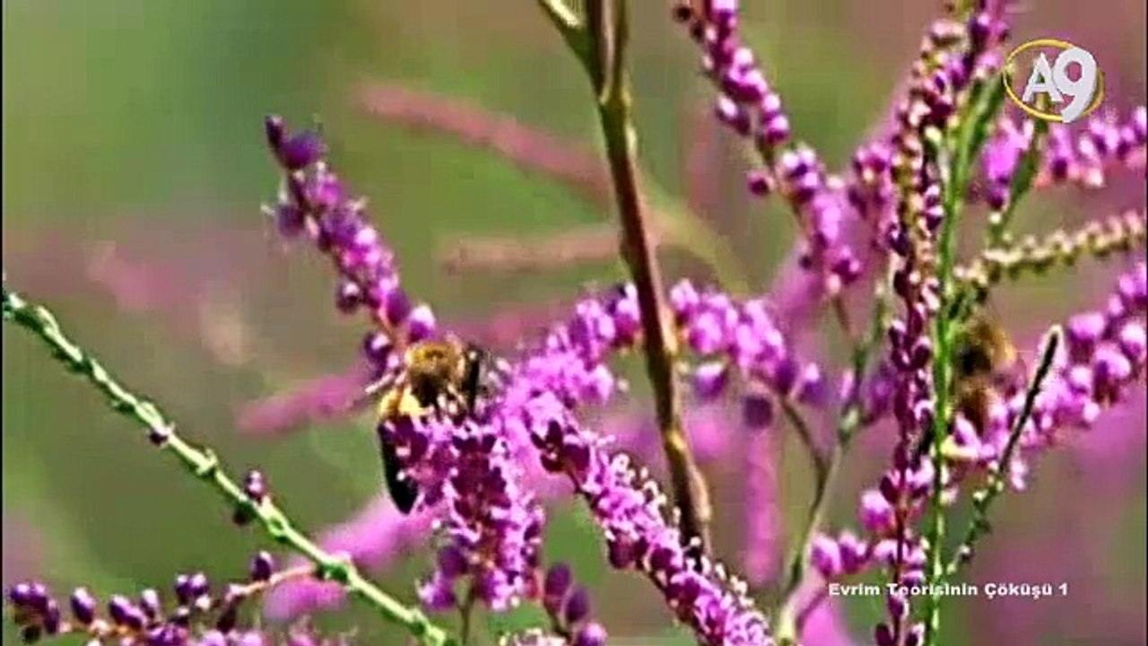 Evrim Teorisinin Çöküşü: Yaratılış Gerçeği - 1