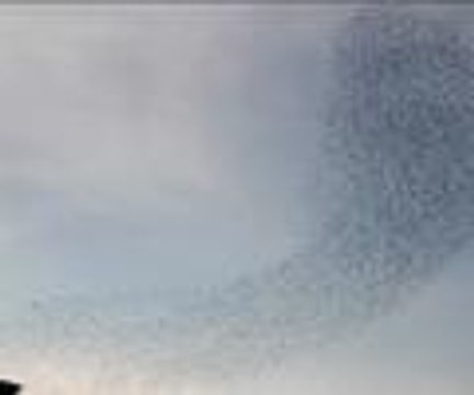 Kuşlar danslarıyla gökyüzüne adeta tablo çizdi