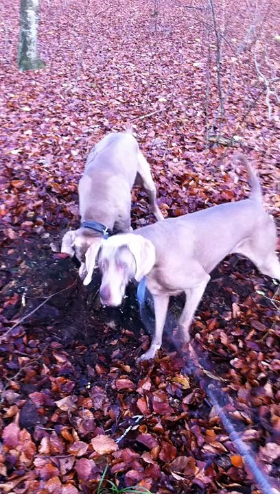 Eric und Mary - Digging