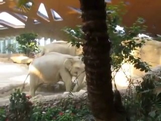 Os elefantes são bons pais!