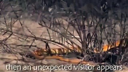 Animal attack Golden King Cobra Vs Mongoose Top ten10@animal